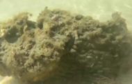 Fa il bagno e vede delle alghe: in realtà era il pesce più velenoso del mondo