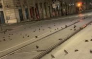 Capodanno a Roma, fuochi e botti nonostante il divieto: 9 ustionati. Incendiato un semaforo e morìa di uccelli