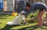 La reazione del cucciolo che può camminare per la prima volta 