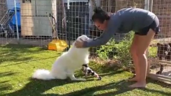 La reazione del cucciolo che può camminare per la prima volta 