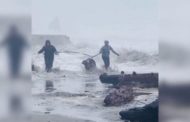 Inseguiti dalle onde: la passeggiata con i cani diventa una fuga per salvarsi   