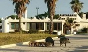 Ma quanti sono i cinghiali? Nuovi calcoli con visore termico