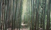 Ad Ivrea il primo parco naturale di piante di bambù