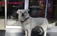 Turchia, commuove il cane per giorni davanti all'ospedale in attesa del padrone