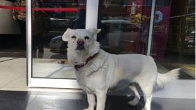 Turchia, commuove il cane per giorni davanti all'ospedale in attesa del padrone