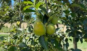 L'imprenditore green che ha autorizzato l'orto biologico dietro l'officina