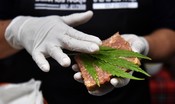 In Francia via alla consultazione online sulla parziale legalizzazione della cannabis