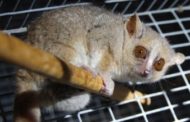 Viaggi spaziali, la chiave del sonno criogenico nell'ibernazione dei lemuri