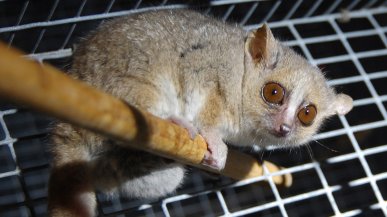 Viaggi spaziali, la chiave del sonno criogenico nell'ibernazione dei lemuri