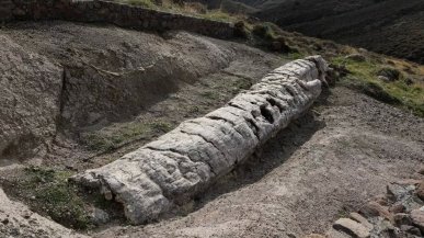 Grecia. Dalla foresta pietrificata di Lesbo emerge albero di 20 milioni di anni intatto. 