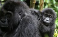 Congo, imboscata nel parco dei gorilla: uccisi sei ranger