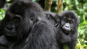 Congo, imboscata nel parco dei gorilla: uccisi sei ranger