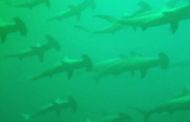 A tu per tu con un branco di squali martello: la sub filma l'incontro ravvicinato
