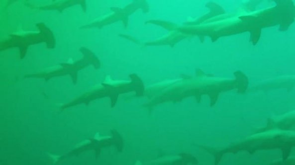 A tu per tu con un branco di squali martello: la sub filma l'incontro ravvicinato