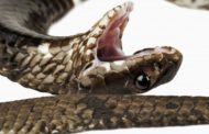 Come l'uomo spinse i serpenti a sputare il veleno