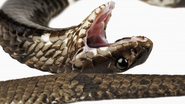 Come l'uomo spinse i serpenti a sputare il veleno