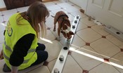 All'aeroporto di Cuneo sono arrivati i cani anti-Covid