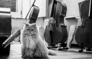 Truciolo, il gatto liutaio napoletano conquista il web