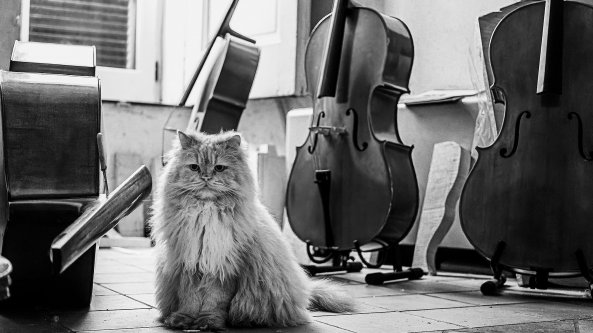 Truciolo, il gatto liutaio napoletano conquista il web