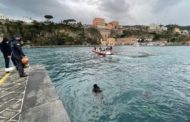 Sorrento, a uccidere la balenottera un virus simile al morbillo