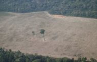 Amazzonia, così si cancella una foresta