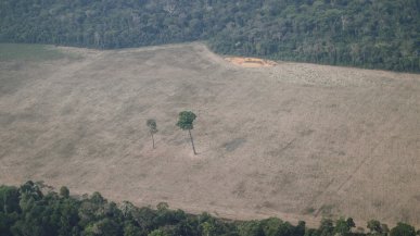 Amazzonia, così si cancella una foresta