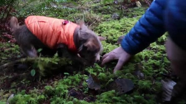 Il Chihuahua con la dote nascosta: Gustave va a caccia di tartufi nei boschi