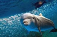 Animalia: perché dei delfini non ne sapremo mai abbastanza