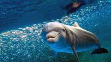 Animalia: perché dei delfini non ne sapremo mai abbastanza