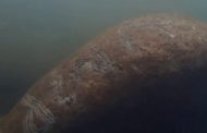 Un lamantino con la parola 