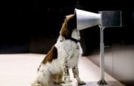 Covid,: i cani possono scoprire chi è positivo