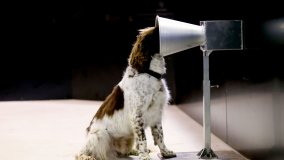 Covid,: i cani possono scoprire chi è positivo