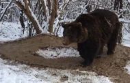 L'orsa che non riesce a sentirsi libera: gira in tondo nella foresta