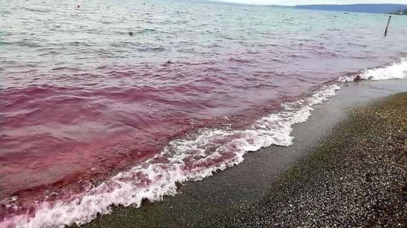Bracciano, l'acqua del lago diventa rossa. L'Arpa: 