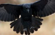 Scomparsa Merlina uno dei corvi della torre di Londra. Presagio nefasto per gli inglesi