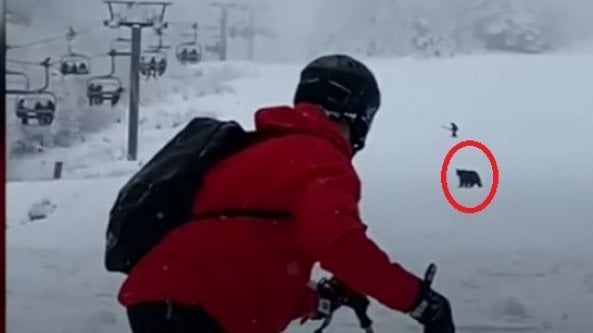 Lo sciatore inseguito dall'orso sulla pista: si salva lanciandogli lo zaino