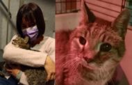 La padrona ritrova il gatto a otto anni dalla scomparsa. Il commovente incontro