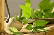 Salvia, benefici e virtù della pianta aromatica