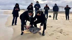 Una tartaruga gigante liberata in mare dal sindaco di Lecce dopo le cure: 