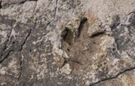 Dinosauri sulle Alpi cuneesi 250 milioni di anni fa: scoperte impronte gigantesche