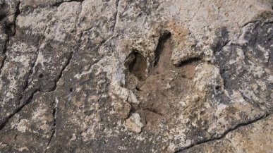 Dinosauri sulle Alpi cuneesi 250 milioni di anni fa: scoperte impronte gigantesche