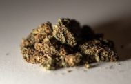 Bologna, coltiva in casa e vende marijuana al distributore della sua tabaccheria