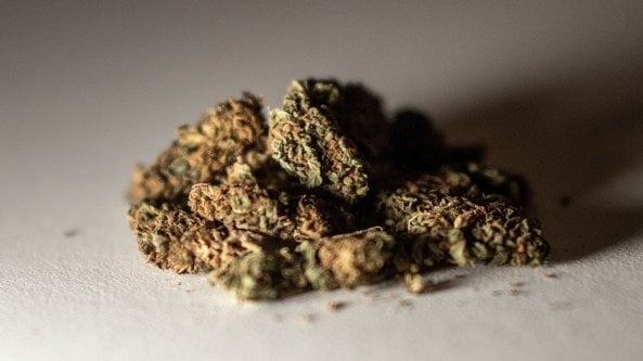 Bologna, coltiva in casa e vende marijuana al distributore della sua tabaccheria