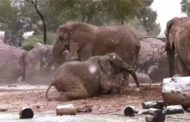 Anomalo maltempo in Arizona, i cuccioli di elefanti giocano sotto la neve