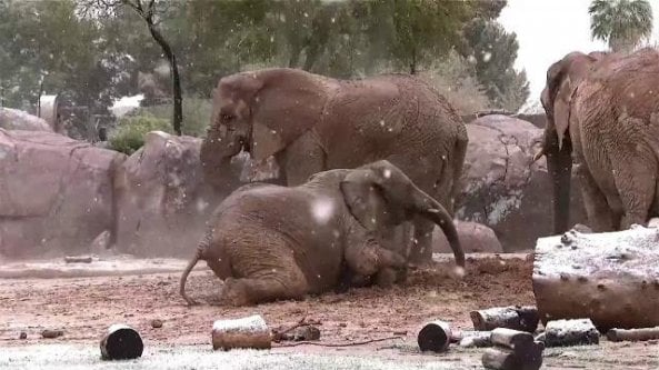 Anomalo maltempo in Arizona, i cuccioli di elefanti giocano sotto la neve