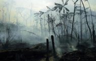 Amazzonia, 2020 anno nero: devastati 8.500 chilometri quadrati di foreste