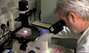Chi guarisce dal Covid resta immune per almeno 6 mesi