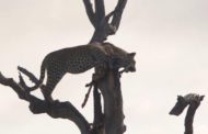 Le iene circondano il leopardo, ma si distraggono per un istante