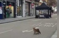 Dublino in lockdown: la volpe corre tra le strade deserte della città