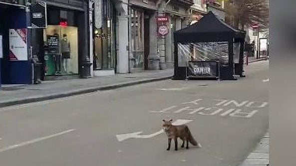 Dublino in lockdown: la volpe corre tra le strade deserte della città